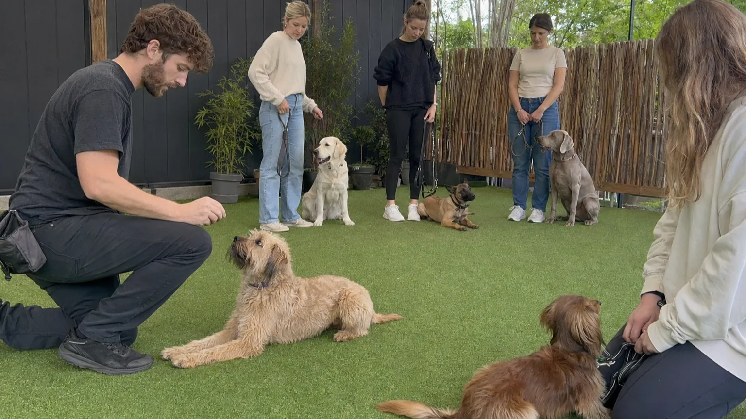Dog Training School Estudio