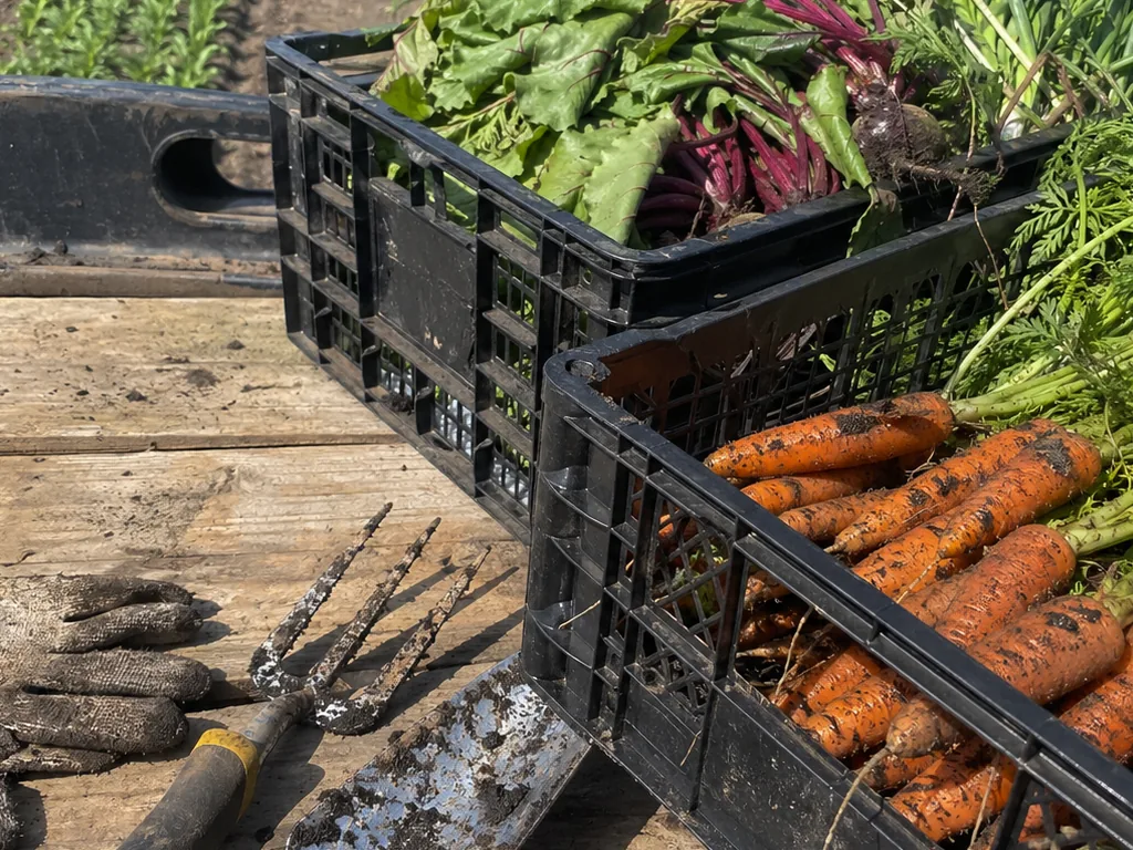 Cesta semanal de verduras