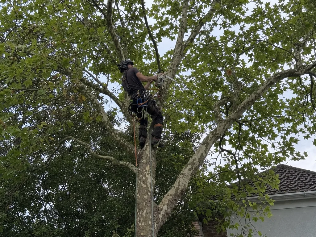 Tree Service Studio