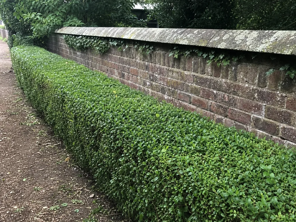 Tree planting & advice