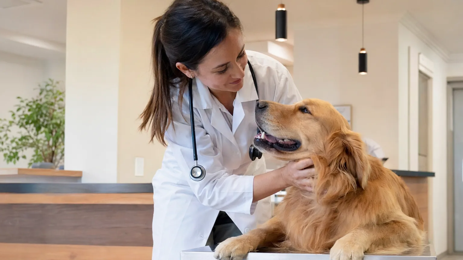 Vet hero