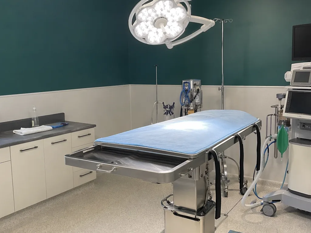 Neutering — cat or dog