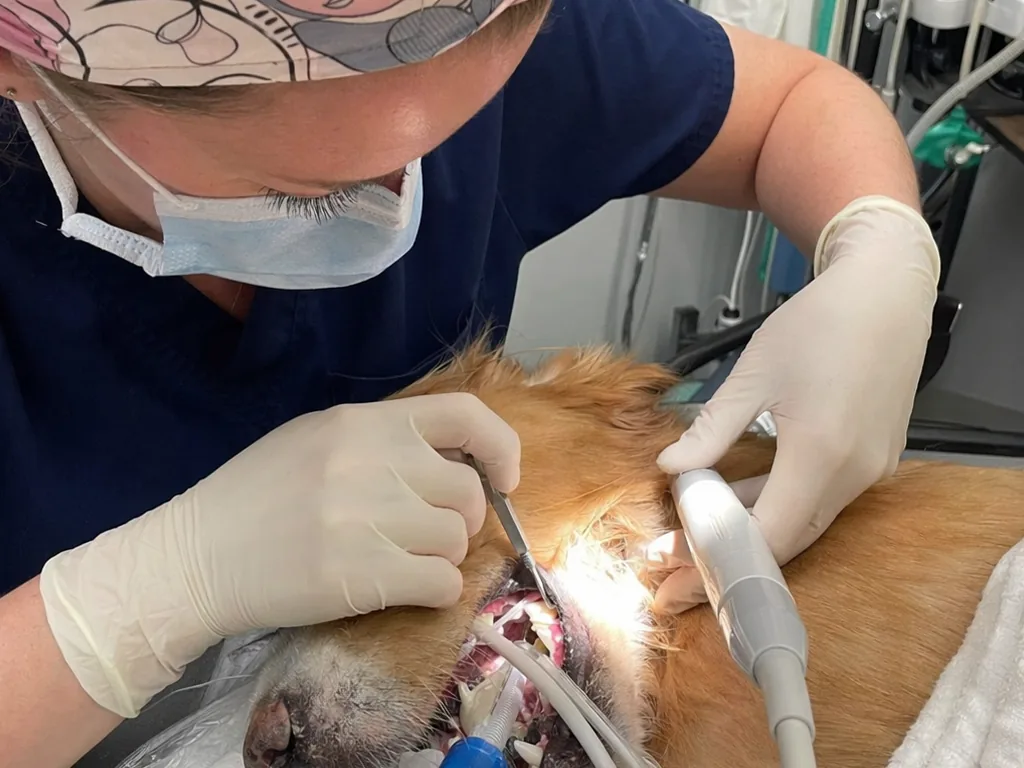 Dental scale & polish